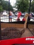 Nothing says "Fightin Phils" like ostriches.